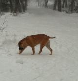 Hilde