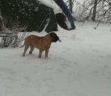 Igor