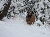 Mocca