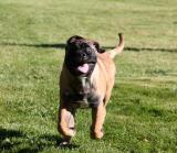 Eevi