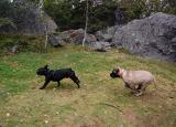 Irma ja Rocky