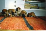 the first Bd-litter