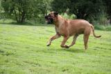 Pate