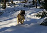  vihdoinkin nelj�ll� jalalla...