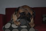 Hilma 2v.