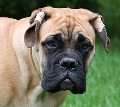 Bulldale's Ivriniel "Hilde"