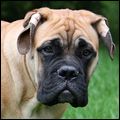 Bulldale's Ivriniel "Hilde"