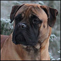 Bulldale's Filago Minima "Maija"
