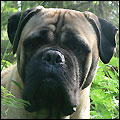 Bulldale's Zinzano "Ellu"