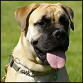 Bulldale's Ebony "Hali"