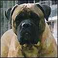 Bulldale's Winnie the Pooh "Onni"