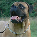 Bulldale's Zerlina "Viivi"