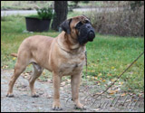 Sire - Uros