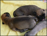 Upper puppy: Banda at four days