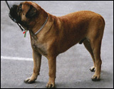 Bd`s Kildare at three years