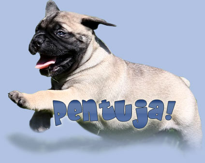 Bullmastiffin pentuja!