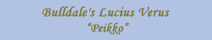 Bulldale's Lucius Verus "Peikko"