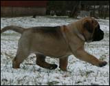 6 weeks - 6 viikkoa