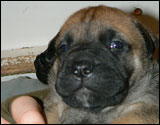 3 weeks - 3 viikkoa