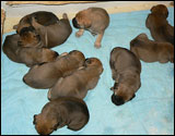 3 weeks - 3 viikkoa