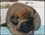 Puppies 4-5 weeks - Pennut 4-5 viikkoa