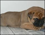 Puppies 4-5 weeks - Pennut 4-5 viikkoa