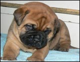 Puppies 4-5 weeks - Pennut 4-5 viikkoa