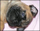 Puppies 4-5 weeks - Pennut 4-5 viikkoa