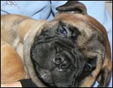 Puppies 4-5 weeks - Pennut 4-5 viikkoa
