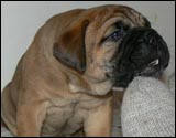 Puppies 4-5 weeks - Pennut 4-5 viikkoa
