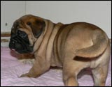 Puppies 4-5 weeks - Pennut 4-5 viikkoa