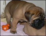 Puppies 4-5 weeks - Pennut 4-5 viikkoa