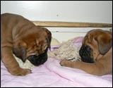 Puppies 4-5 weeks - Pennut 4-5 viikkoa