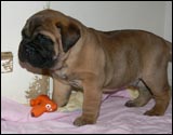 Puppies 4-5 weeks - Pennut 4-5 viikkoa