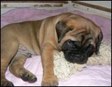 Puppies 4-5 weeks - Pennut 4-5 viikkoa