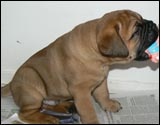 Puppies 4-5 weeks - Pennut 4-5 viikkoa