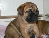 Puppies 4-5 weeks - Pennut 4-5 viikkoa