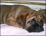 Puppies 4-5 weeks - Pennut 4-5 viikkoa