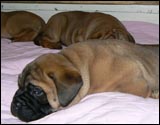 Puppies 4-5 weeks - Pennut 4-5 viikkoa