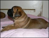 Puppies 4-5 weeks - Pennut 4-5 viikkoa