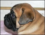 Puppies 4-5 weeks - Pennut 4-5 viikkoa
