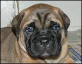 Puppies 4-5 weeks - Pennut 4-5 viikkoa