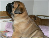 Puppies 4-5 weeks - Pennut 4-5 viikkoa