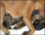 Puppies first days - Pentujen ensimmäiset päivät