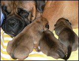 Puppies first days - Pentujen ensimmäiset päivät