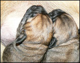 Puppies first days - Pentujen ensimmäiset päivät