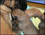 Puppies first days - Pentujen ensimmäiset päivät