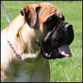 Bulldale's Ivriniel "Hilde"