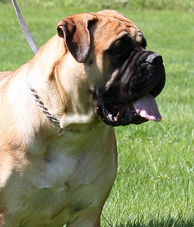 Bulldale's Ivriniel "Hilde"