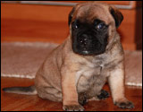 at four weeks